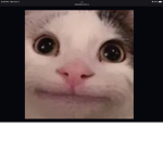 MeekoDev's Fan Group