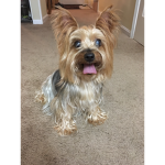 Dog travis Rules