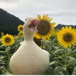 McDuckyFluffy's Fan Group