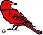 Red birds.