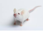 The Mouse Group!