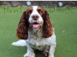 PawsDown