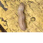 FallenNut