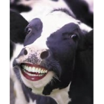 NOAHS EPIC COW SQUAD