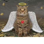 cats r da best group