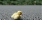 The power of ducks*I like ya cut g* “AHHH”
