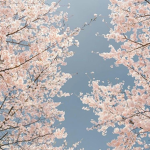 The Sakura blossoms bloom