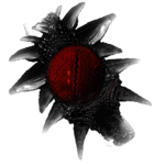 Shadow's Grip