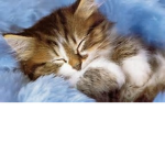Kitty l o v e r s~