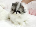 Join this grop if u love dogs