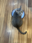 lavendercatcatcatcatcatcatcatcatcatcatcatcatcatcat