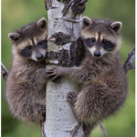 Raccoon Gang!!