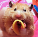 -rats.co-