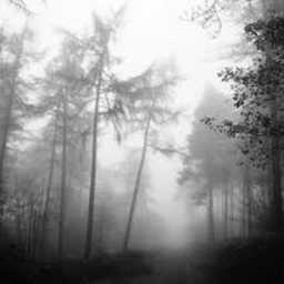 Lost Forest icon
