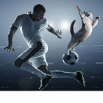 Cat soccer