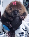 BEAVER shop