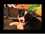 DOGE NATION GROUP FOR DOGS