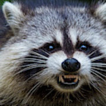 Cult of the Raccoons