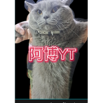 阿博的貓貓群組