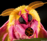 Rosy maple moths club
