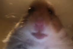 hampster studios