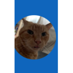 Cats group :D :D