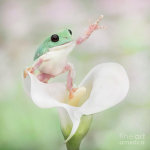 Frog fairy’s