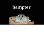 Hampterss and oreos