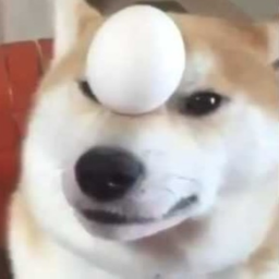 Doggo Café