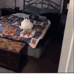 amogo
