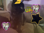 Corgi star group