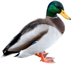 Duckyboy,s empire