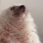 Olivia jejejejejej