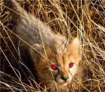 Vampire cheetahs!