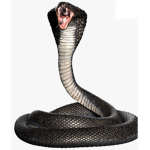 Luke’s Official Cobras