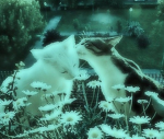 My twins group chat