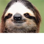 The Sloths