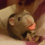 WE LUV DA RATS