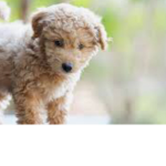 The Dawgs Of The Puppies