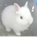 kitten_
