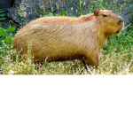 Capybara Squad **Official**