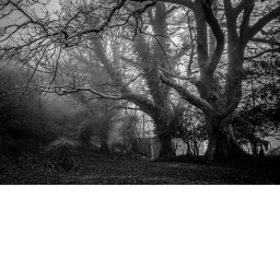 The Mysterious Foggy Garden