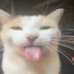 ¡ <3 CATS!