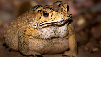 Toad Land Castle(Alpha)