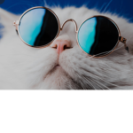 Gaming club for animals