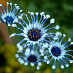 Unique Plants