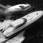 Shark Size Comparison