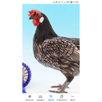 Chickens have right's