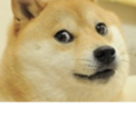 THE AWESOME DOGES 🐕🐕🐕🐕 and normal people /: