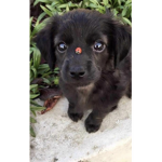 Puppy grou